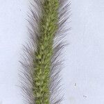 Setaria viridis 花