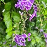 Duranta erectaKwiat