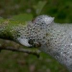 Ficus pertusa Bark