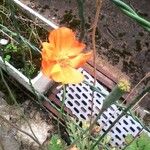 Papaver rupifragum Λουλούδι