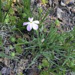 Phlox longifolia Vekstform