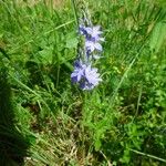 Veronica orsiniana Habitus