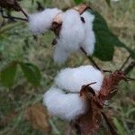 Gossypium hirsutum Fruit