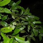 Calophyllum brasiliense Blad