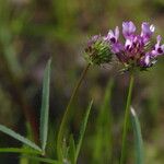 Trifolium willdenovii Агульны выгляд