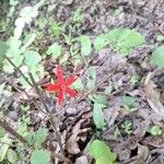 Silene virginica Flor