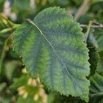 Betula utilis Leaf