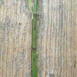 Equisetum arvenseLeaf