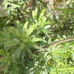 Senecio pterophorus Leaf