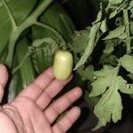 Lycopersicon esculentumPlod