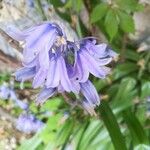 Hyacinthoides hispanicaFlower