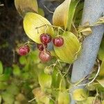 Asparagus asparagoides Fruit