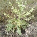 Salvia spinosa Blomma