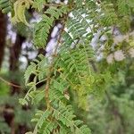 Mimosa bimucronata Leaf