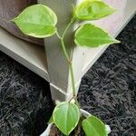 Peperomia serpens 葉