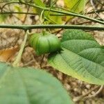 Plukenetia volubilis Fruit