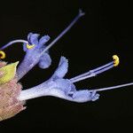 Salvia dorrii Flower