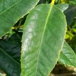 Ilex latifolia Leaf