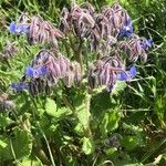 Borago officinalis花