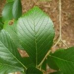 Clethra alnifolia Blad