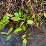 Potamogeton polygonifolius Leaf