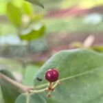 Psorospermum febrifugum Frucht