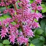 Astilbe rubra ফুল