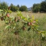 Malus domestica Агульны выгляд