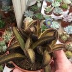 Kalanchoe tomentosaFolha