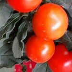 Solanum pseudocapsicum 果實