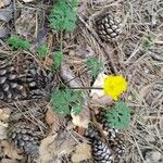 Ranunculus paludosus Облик