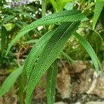 Salvia leucantha Liść