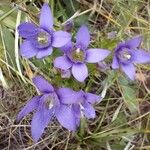Gentianella ramosa Flor