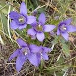 Gentianella ramosa Floare