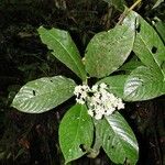 Psychotria luxurians Sonstige