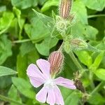 Silene × hampeana Blüte