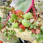 Cyphostemma juttae Fruto