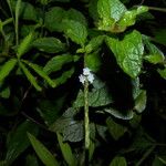Stachytarpheta cayennensis Λουλούδι