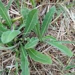 Leontodon tuberosus Leaf