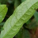 Eurya acuminata Hoja