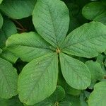 Rhododendron schlippenbachii Leaf