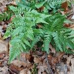 Dryopteris erythrosora 葉