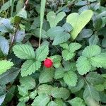 Potentilla indica পাতা