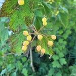 Viburnum acerifolium Fruit