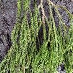 Dacrydium cupressinum Folla