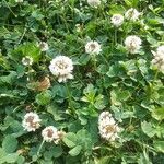 Trifolium repens Blüte