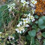 Cochlearia officinalis Flower