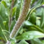 Aster tongolensis Habitus