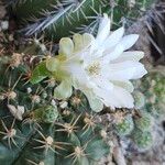 Gymnocalycium anisitsiiKwiat