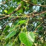 Ficus religiosa Fruto